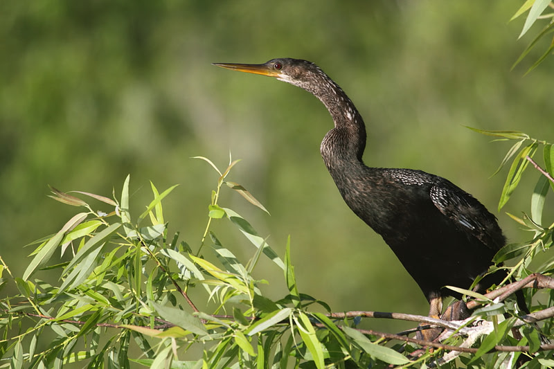 Anhinga