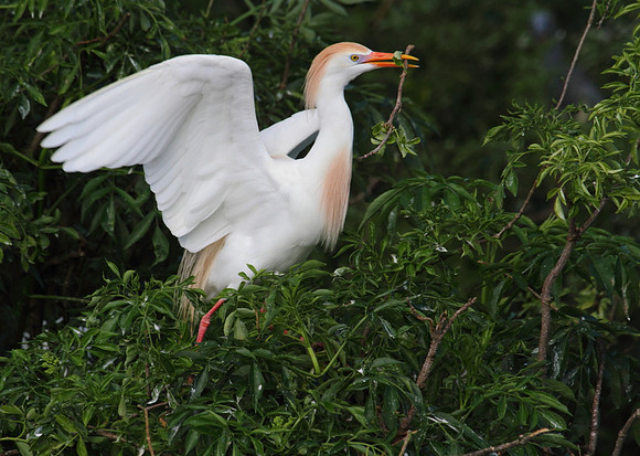 Cattle Egret with nesting material