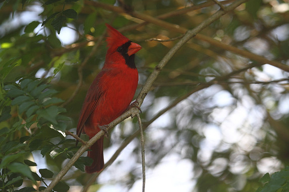 Northern Cardinal