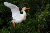 Cattle Egret with nesting material