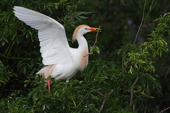 Cattle Egret with nesting material