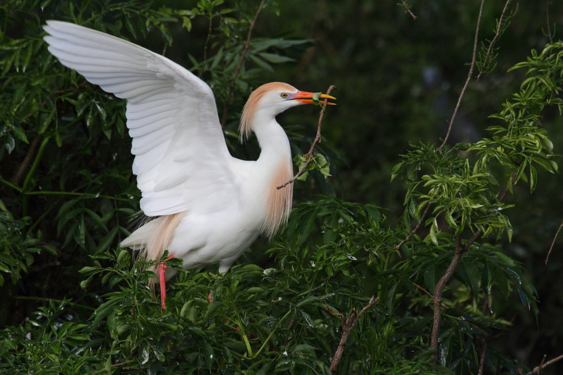Cattle Egret with nesting material