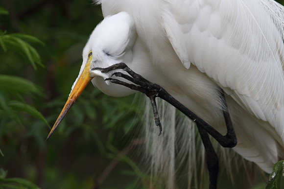 Great Egret preening