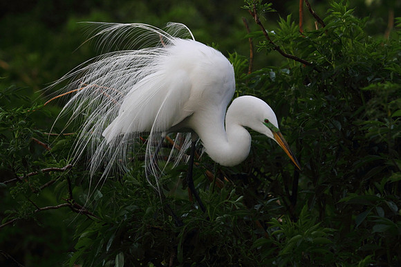 Great Egret