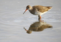 Redshank