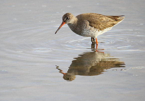 Redshank