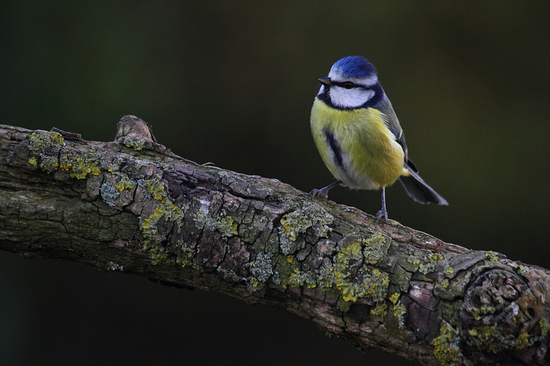 Blue Tit