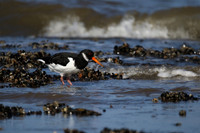 Oystercatcher