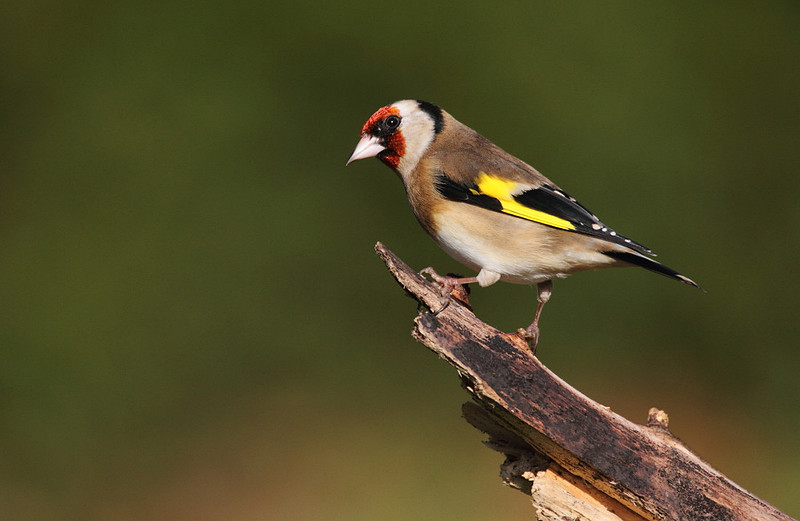 Goldfinch