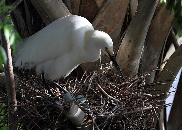 Snowy  Egret at nest