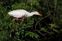 Cattle Egret