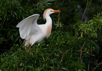 Cattle Egret with nesting material