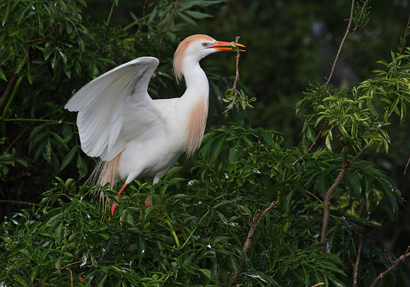 Cattle Egret with nesting material