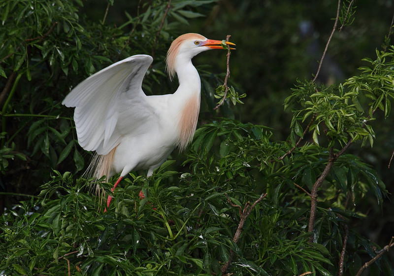 Cattle Egret with nesting material