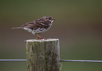 Meadow Pipit