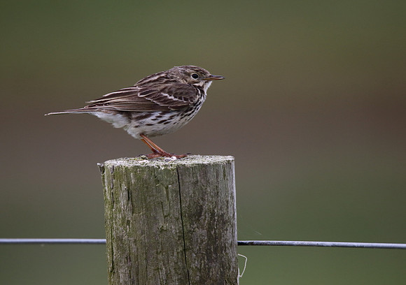 Meadow Pipit