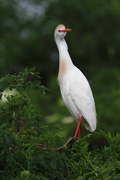Cattle Egret