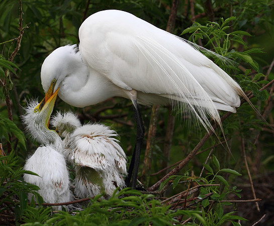 Great Egret with chicks