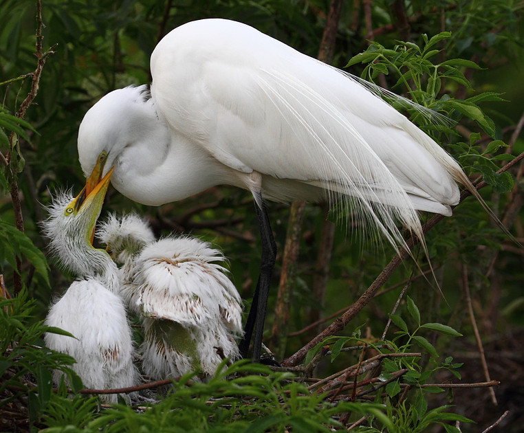 Great Egret with chicks