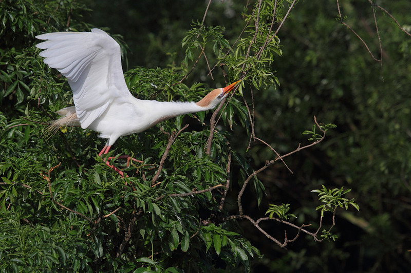 Cattle Egret