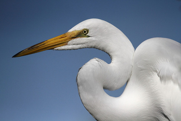 Great Egret