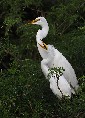 Great Egret with young
