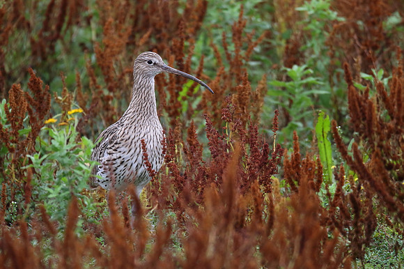 Curlew