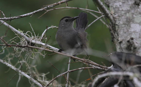 Grey Catbird