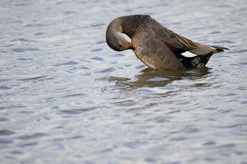 Gadwall