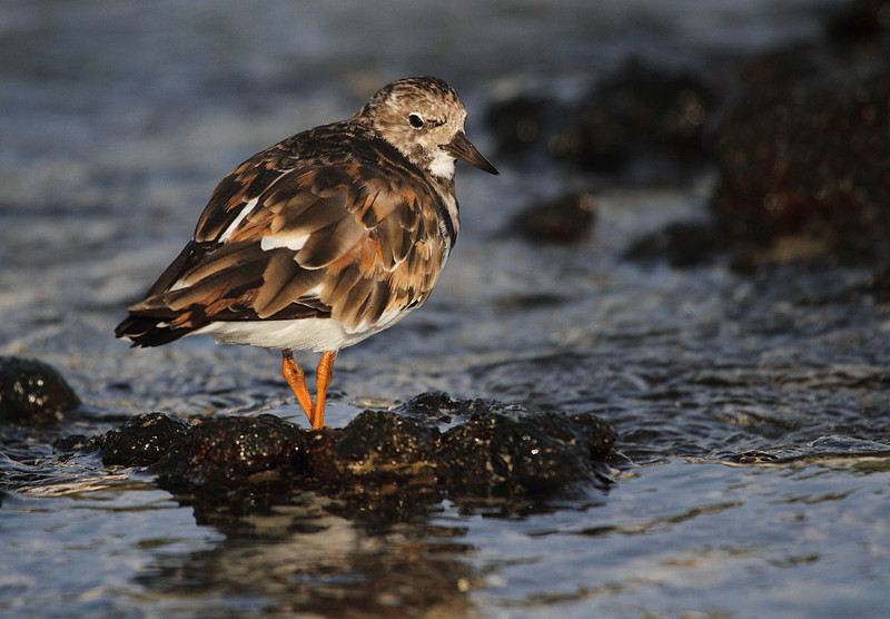 Turnstone