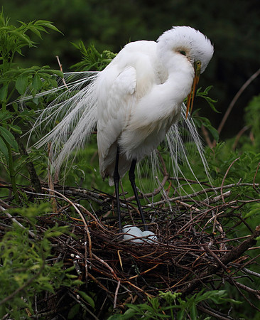 Great Egret on nest
