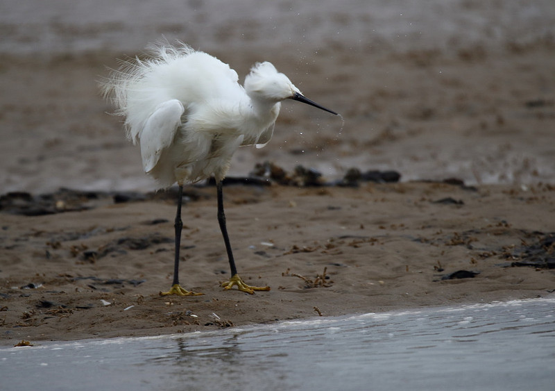 Little Egret