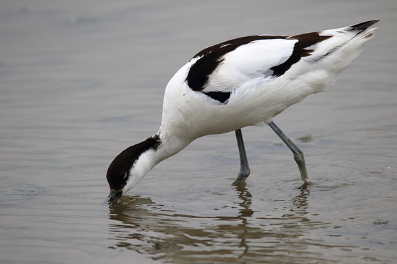 Avocet