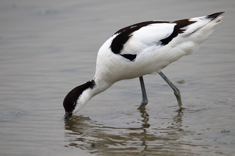 Avocet