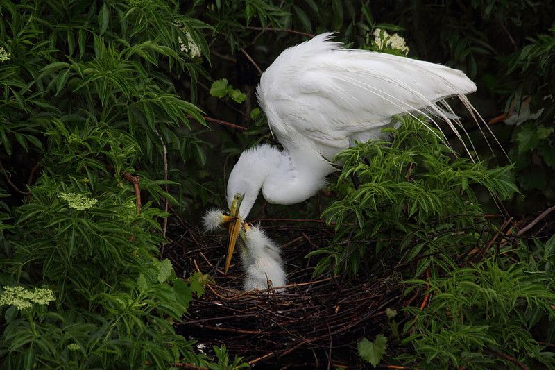 Great Egret feeding chicks