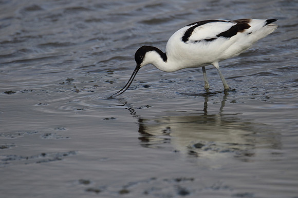Avocet
