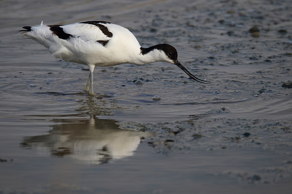 Avocet