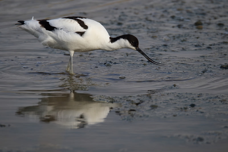 Avocet