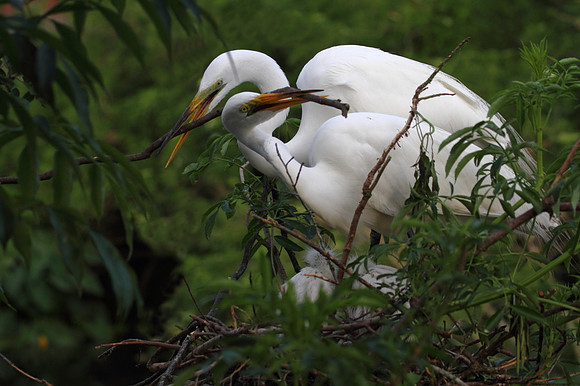Great Egrets building nest