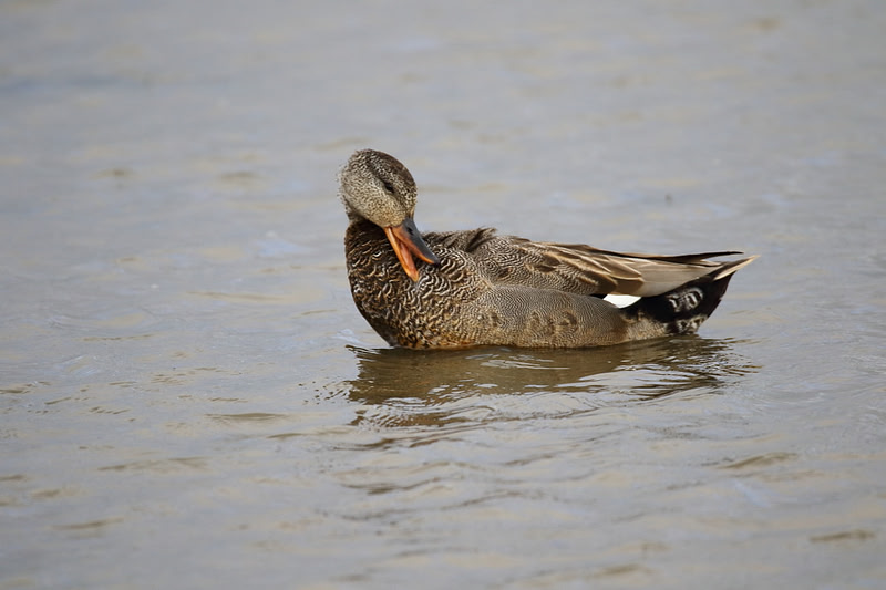 Gadwall