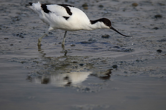 Avocet