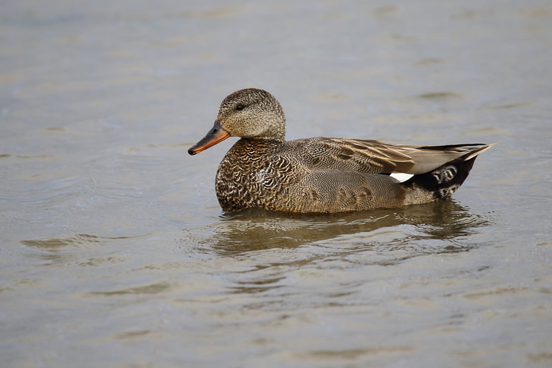 Gadwall