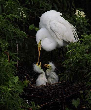 Great Egret feeding chicks