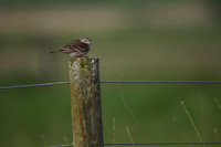 Meadow Pipit