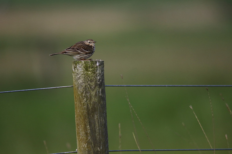 Meadow Pipit