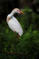 Cattle Egret