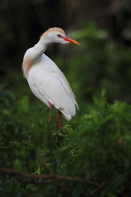 Cattle Egret