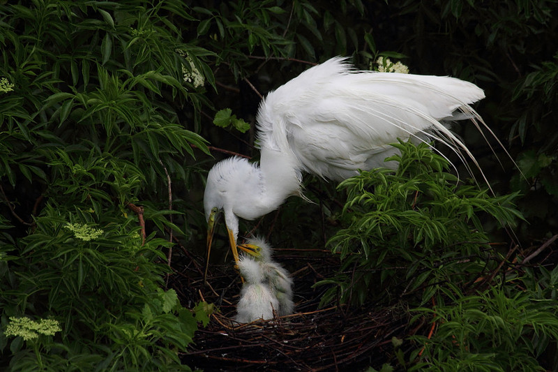 Great Egret feeding chicks