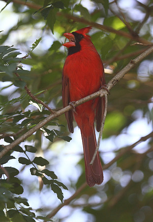 Northern Cardinal