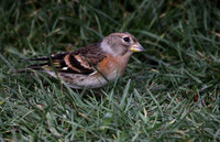 Brambling